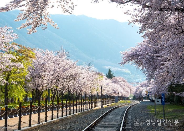 창원특례시, 진해군항제 연계 숙박형 크루즈선 유치