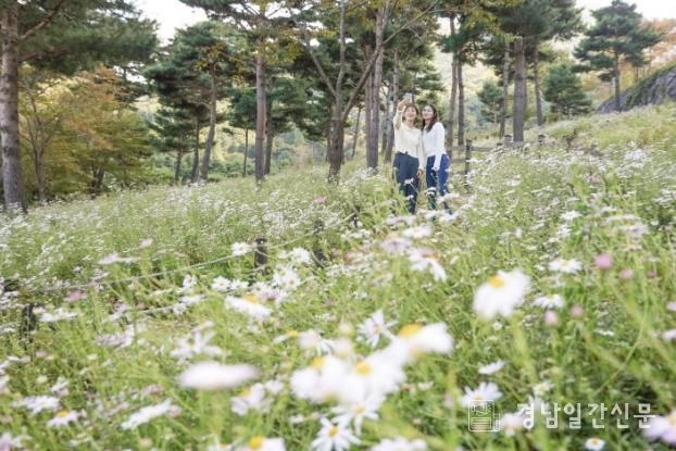 동의보감촌 구절초