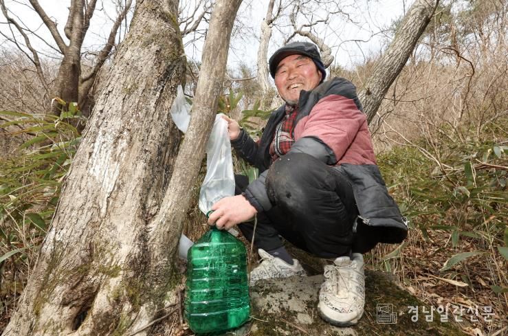 산청군 고로쇠 수액 채취 시천면 거림마을 이삼석