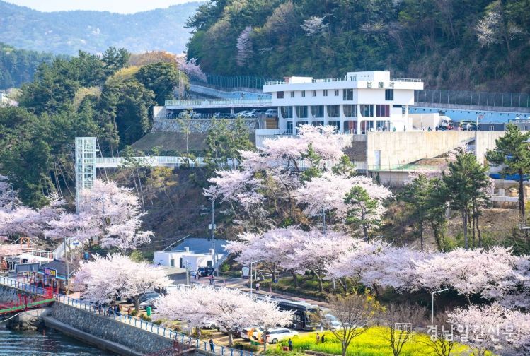 꽃피는 남해 및 설천 벚꽃