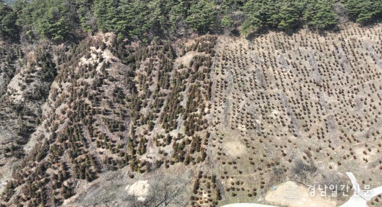2025년 조림사업 본격 시행