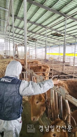 함양군은 구제역 바이러스의 유입을 사전 차단하기 위해 모든 행정력을 동원하여, 3월 14일부터 소와 염소(소 454호 1만 4,800마리, 염소 109호 4,400마리)에 대한 긴급 예방접종에 돌입했다.