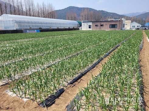 남해군 농업기술센터“봄철 마늘밭 관리 철저”당부