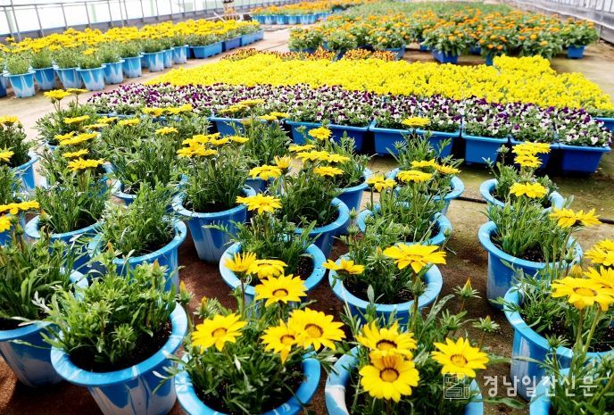 유관기관 꽃화분 분양