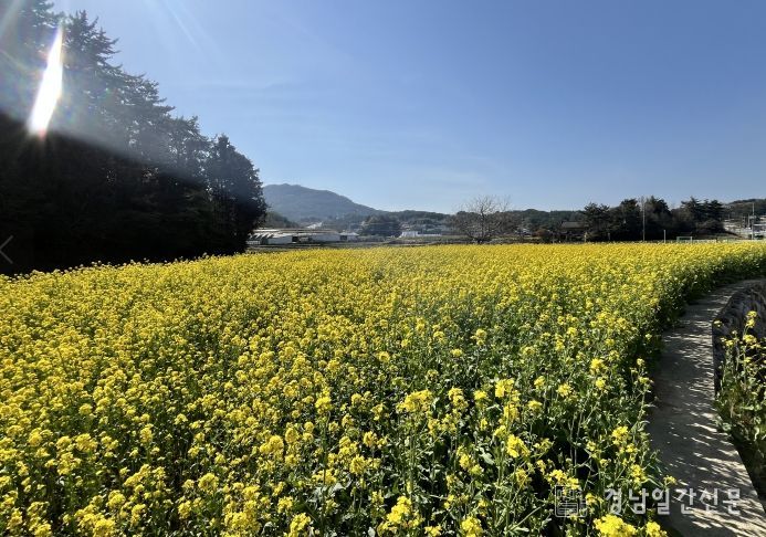 남해 고현면, 유채꽃 만개