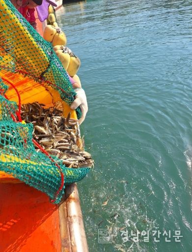 사천시, 쥐노래미 첫방류, 수산종자 방류사업 본격 추진