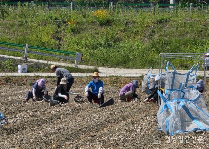 합천군 행정과·율곡면, 마늘 수확 농촌 일손 돕기