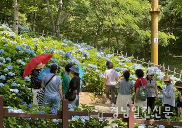 진주시,‘2025 월아산 수국정원 축제’ 대성황