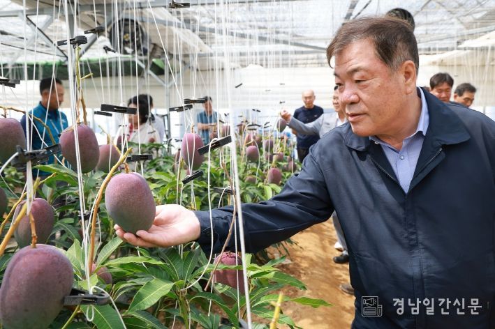산청군 애플망고 재배농가 성과평가회