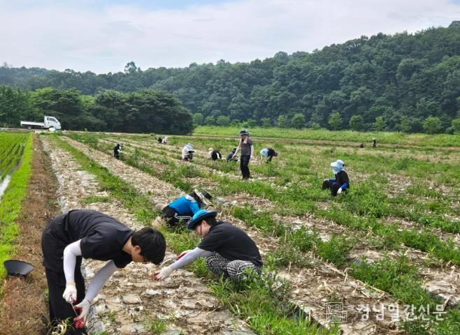합천군 상하수도과, 양파 수확 농촌 일손돕기 실시