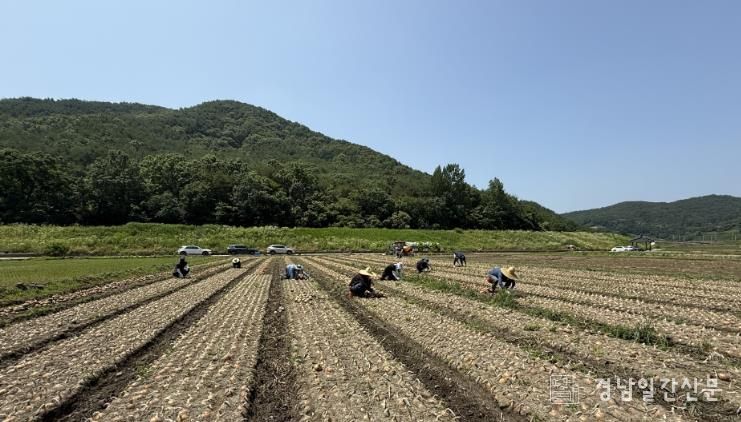 합천군 도시개발허가과, 농촌 일손돕기 실시