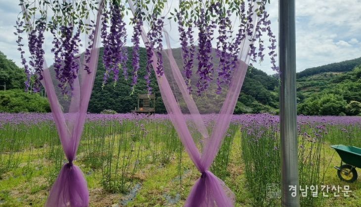 “보랏빛 버들마편초 물결