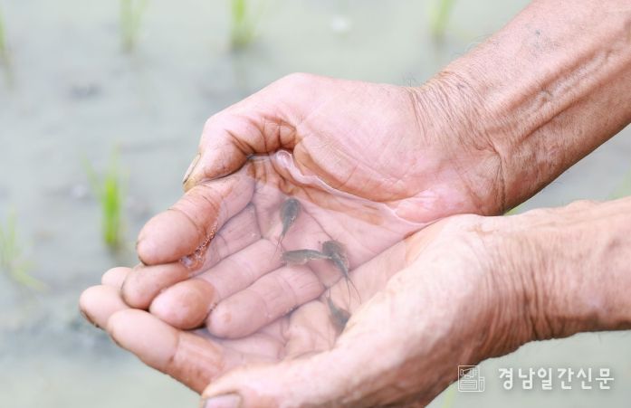 산청읍 차탄리 긴꼬리투구새우 출