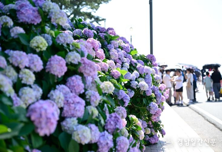 거제시 제8회 남부면 수국축제,