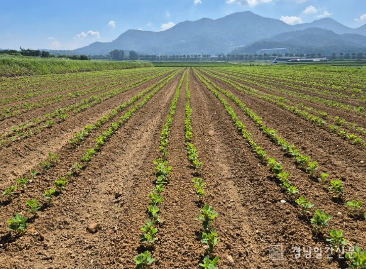 병해충•잡초 선제 방제로 콩 안정생산