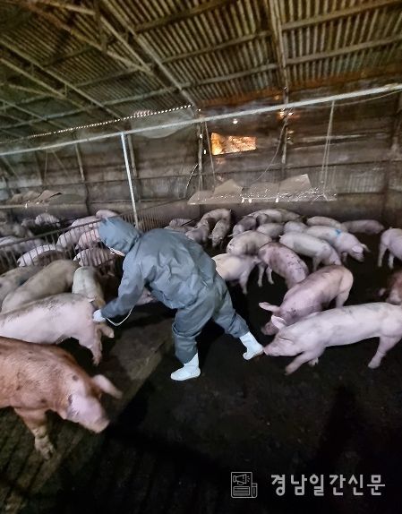 함안군, 3차 돼지열병 예방사업