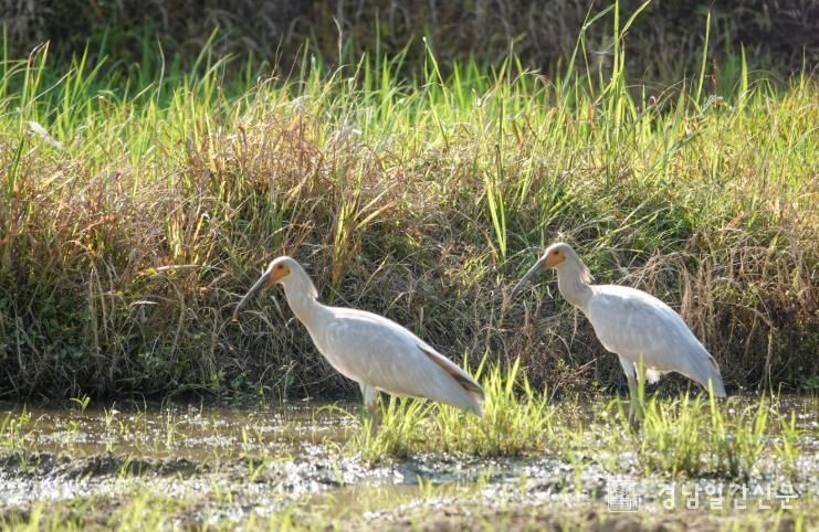이소에 성공한 유조 2마리 모습
