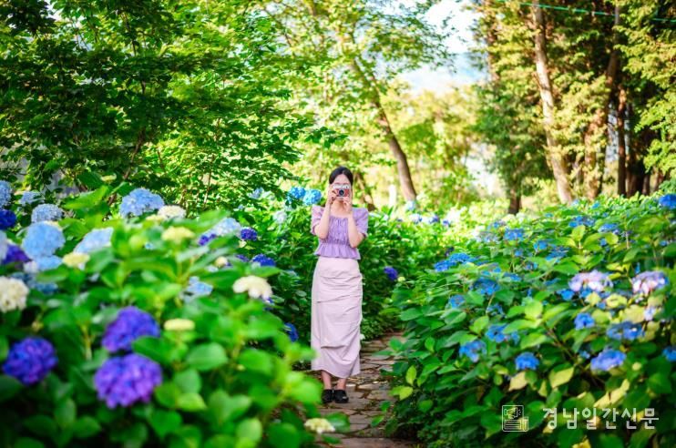 남해군 남면‘홍덕정원’으로‘수국’보러 오세요∼