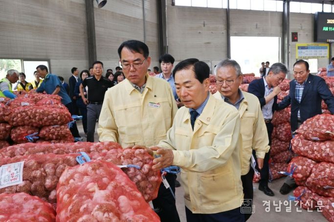 창녕군, 2025년 햇마늘 경매시작