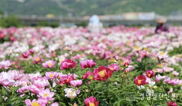 산청 정광들 약초재배단지 작약꽃