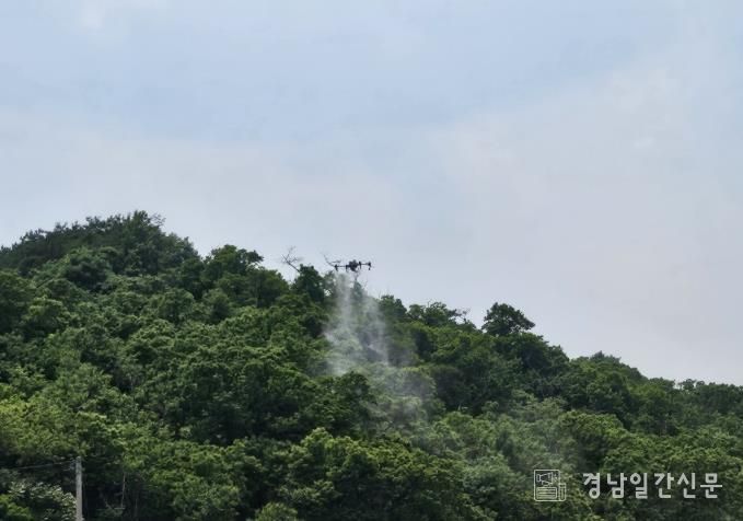 합천군, 드론 방제로 밤나무 해충 잡는다