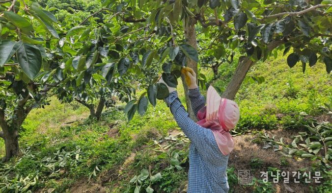 단감, 배 등 과수 재배 농가에 예방 대책 지도