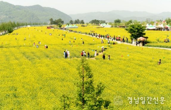 지난해 창녕낙동강유채축제 유채밭과 관광객 모습