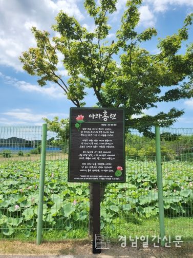 함안박물관, 이달균 시인 작품 ‘아라홍련’ 야외 전시