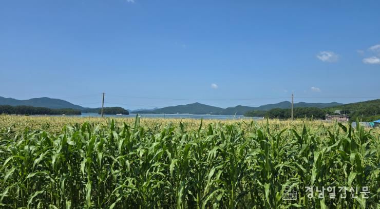 고성군, 제철 찰옥수수로 아이들 건강 챙긴다