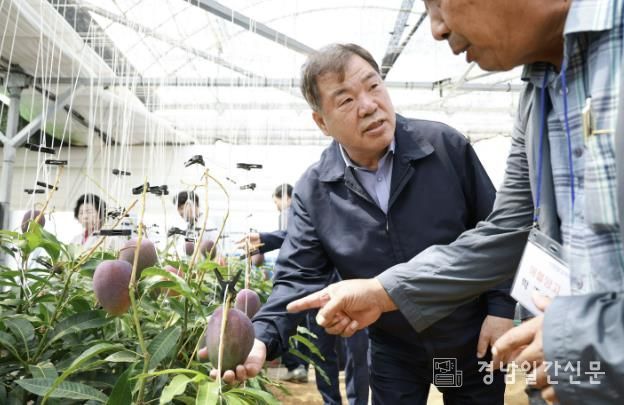 신소득 작물 애플망고 농가 방문