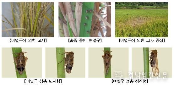 고성군 지난해보다 빨리 날아온 ‘벼멸구’ 제때 방제 철저