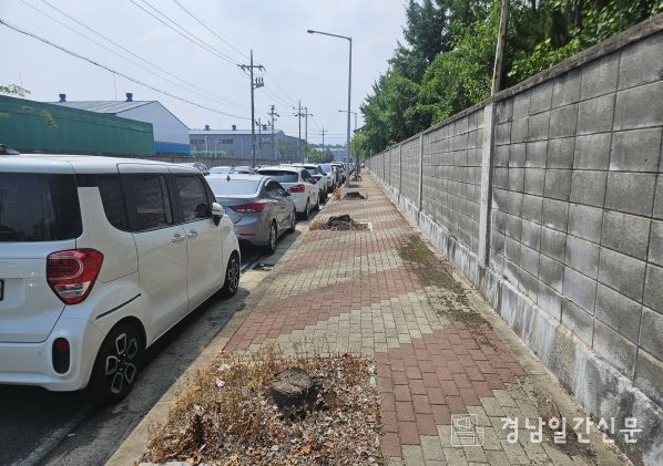 함안군 칠서일반산업단지, 가로수 재정비로 새 단장