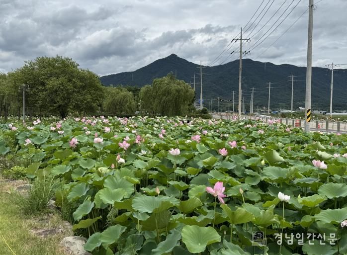 고성생태학습관 연꽃공원, 연꽃 만개로 ‘장관’