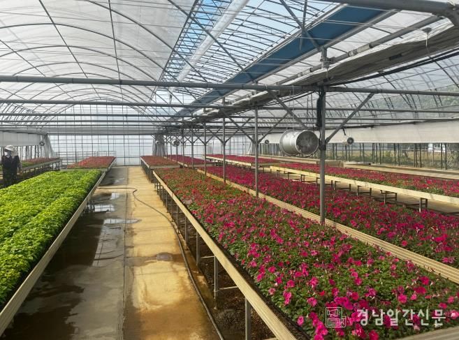 함안군, 아름다운 경관조성 위한 여름꽃 분양