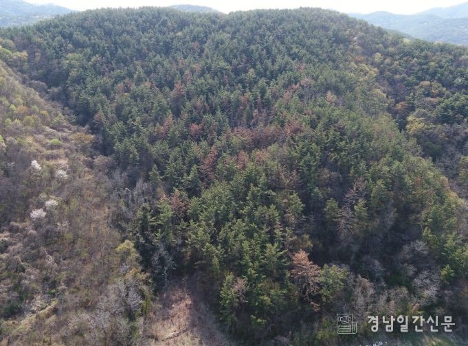 진주시, 소나무재선충병 방제 3년 연속 우수기관 선정