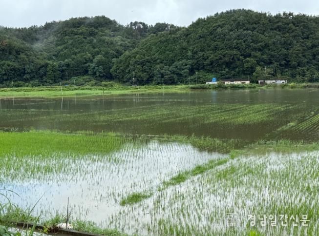 고성군, 집중호우 뒤 농작물 관리 기술 방법 안내