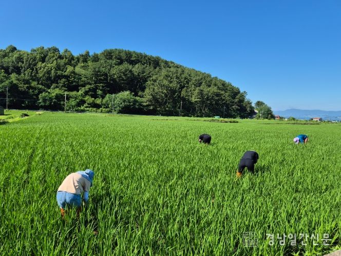 예찰로 시작하는 병해충 관리