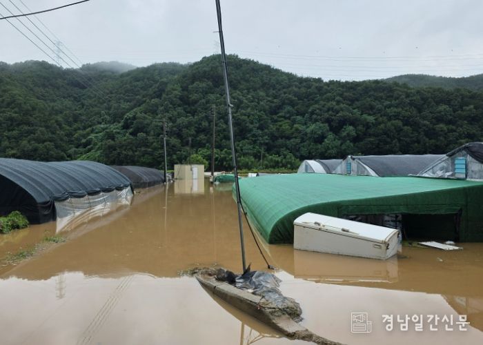호우로 인해 비닐하우스가 물에 잠겼다.