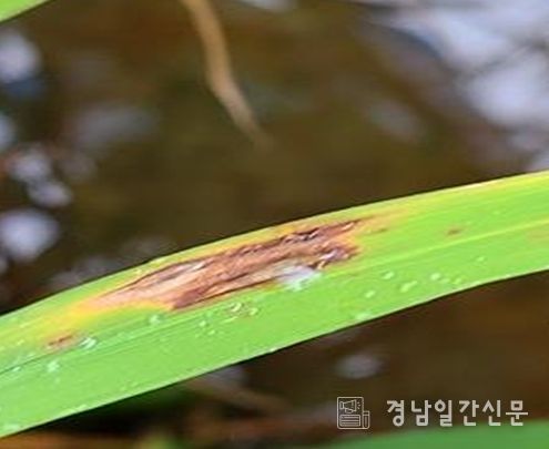 ‘벼 병해충 발생