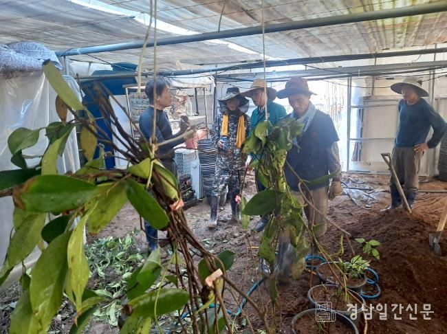 합천군귀농인협의회 흑노호하우스 수해복구 지원