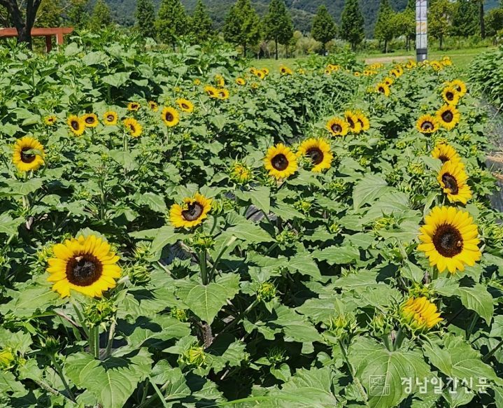 양산 황산공원 개화 시작한 ‘해바라기’ 즐겨요