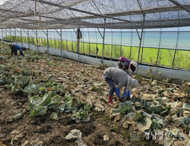 합천군 먹거리통합지원센터 기획생산농가 재해복구 지원