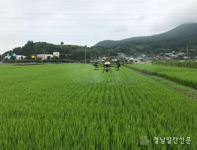 벼 친환경 유기농 재배단지 항암 벼 생산 박차