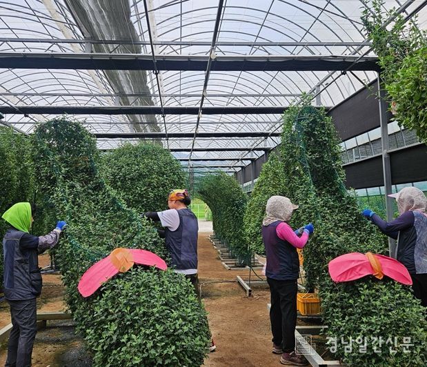 현동양묘장 국화작품 유인작업