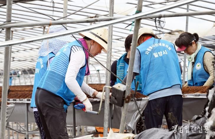 안병구 밀양시장(왼쪽)이 13일 초동면에서 호우와 돌풍으로 피해를 입은 시설하우스 철거 작업에 참여하고 있다.