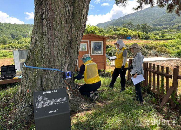 첨단 장비 활용‘보호수 생육환경 및 실태 조사 용역’시행