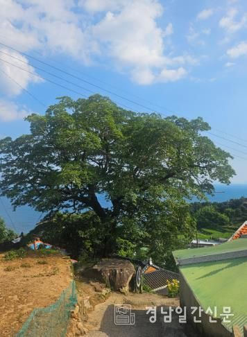 300년 이팝나무 고향사랑기금으로 보호한다