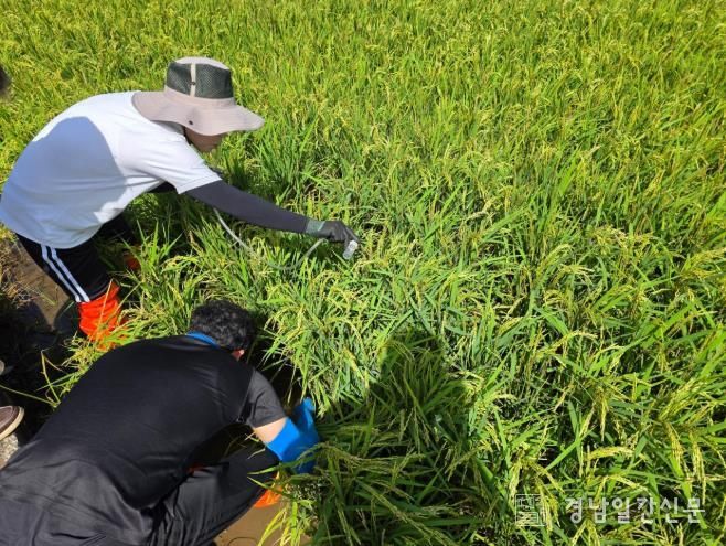 남해군, 농진청-경남농업기술원 벼 병해충 합동예찰 실시
