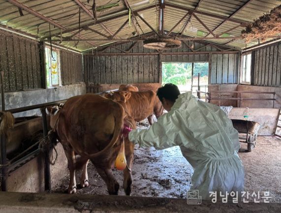 사천시, 하절기 가축 무료 마을 순회진료 실시