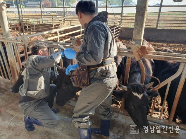 구제역 백신 접종
